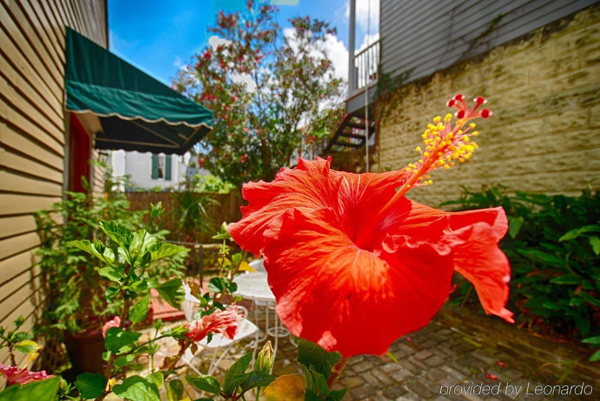 Lamothe House Hotel A French Quarter Guest Houses Property New Orleans  Kültér fotó